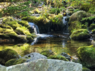 2 Malcolm's Brook, October 2024, photo by Ian Murray